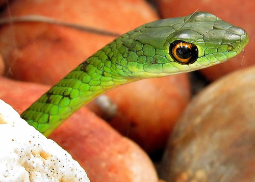 Spotted Bush Snake