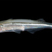 Membras martinica - Photo (c) sercfisheries,  זכויות יוצרים חלקיות (CC BY-NC), הועלה על ידי sercfisheries