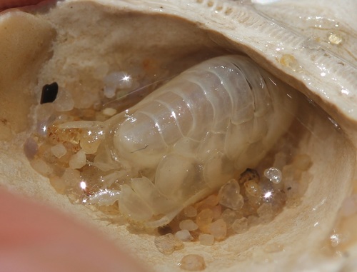 Haustorius canadensis
