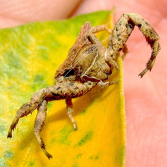 Thomisus scrupeus