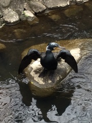 Phalacrocorax carbo hanedae