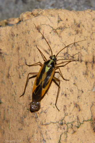 Two-spotted Grass Bug photo 3