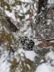 Mycoblastus sanguinarioides