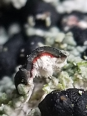 Mycoblastus sanguinarioides