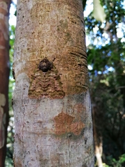 Blenina angulipennis