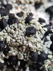 Mycoblastus sanguinarioides