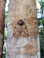 Blenina angulipennis