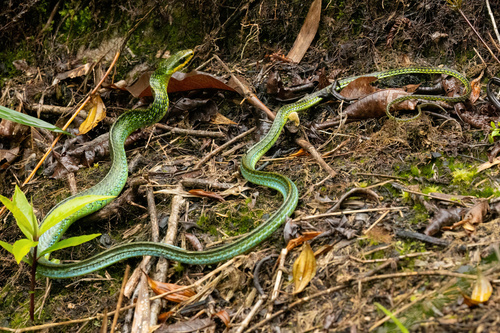 Mountain Sipo, Chironius monticola