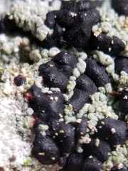 Mycoblastus sanguinarioides