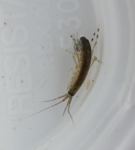 Melitidae