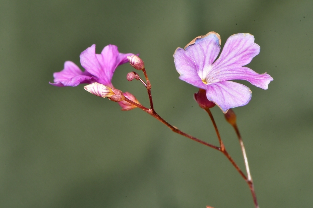 Philcoxia rhizomatosa