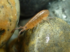 Platorchestia platensis