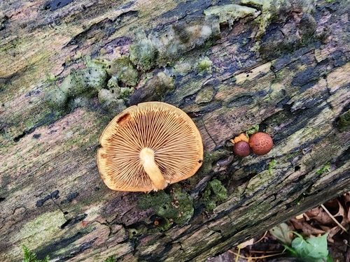 Agaricineae