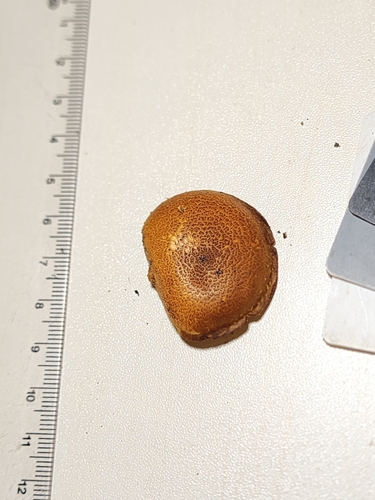 Agaricineae (Photo 2 of 3)