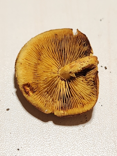 Agaricineae (Photo 3 of 3)