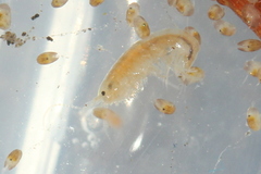 Crangonyx