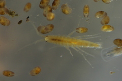 Crangonyx
