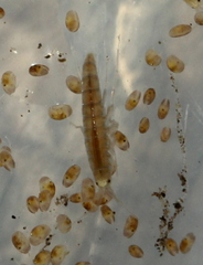 Crangonyx