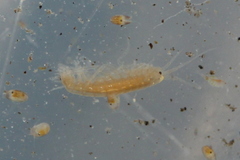 Crangonyx