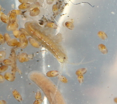 Crangonyx