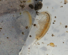 Crangonyx