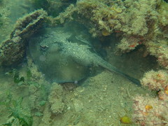 Urolophus orarius
