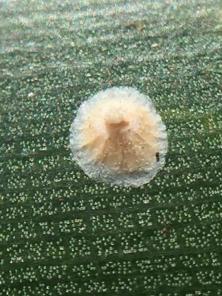 pineapple scale
