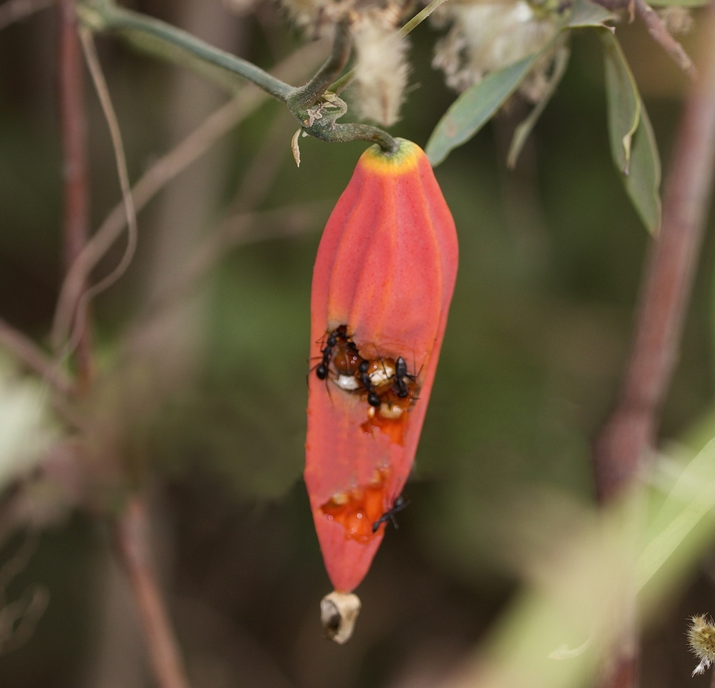 Solena umbellata