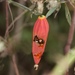 Solena umbellata - Photo (c) satish nikam, some rights reserved (CC BY-NC), uploaded by satish nikam