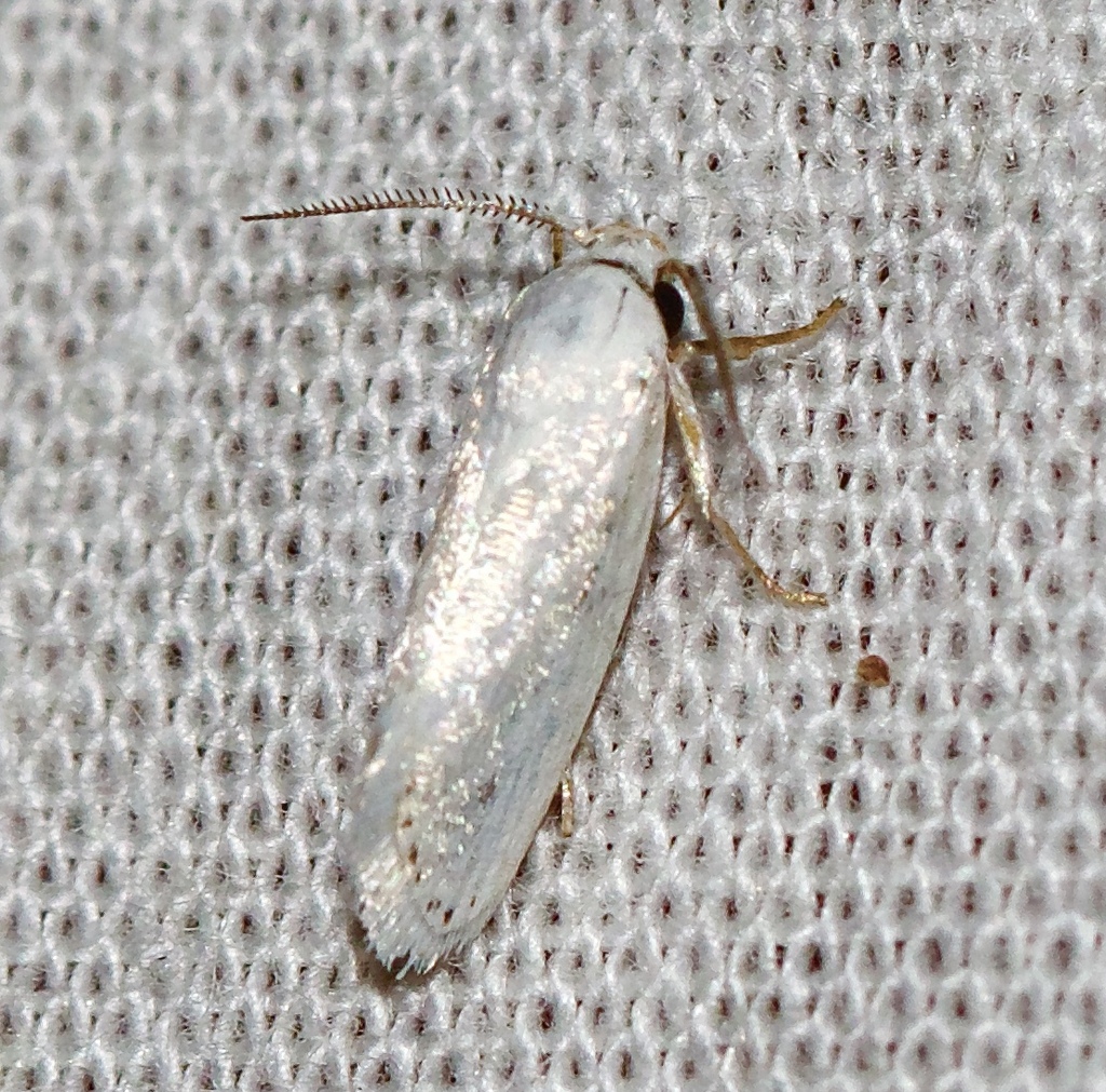 Metathrinca parabola