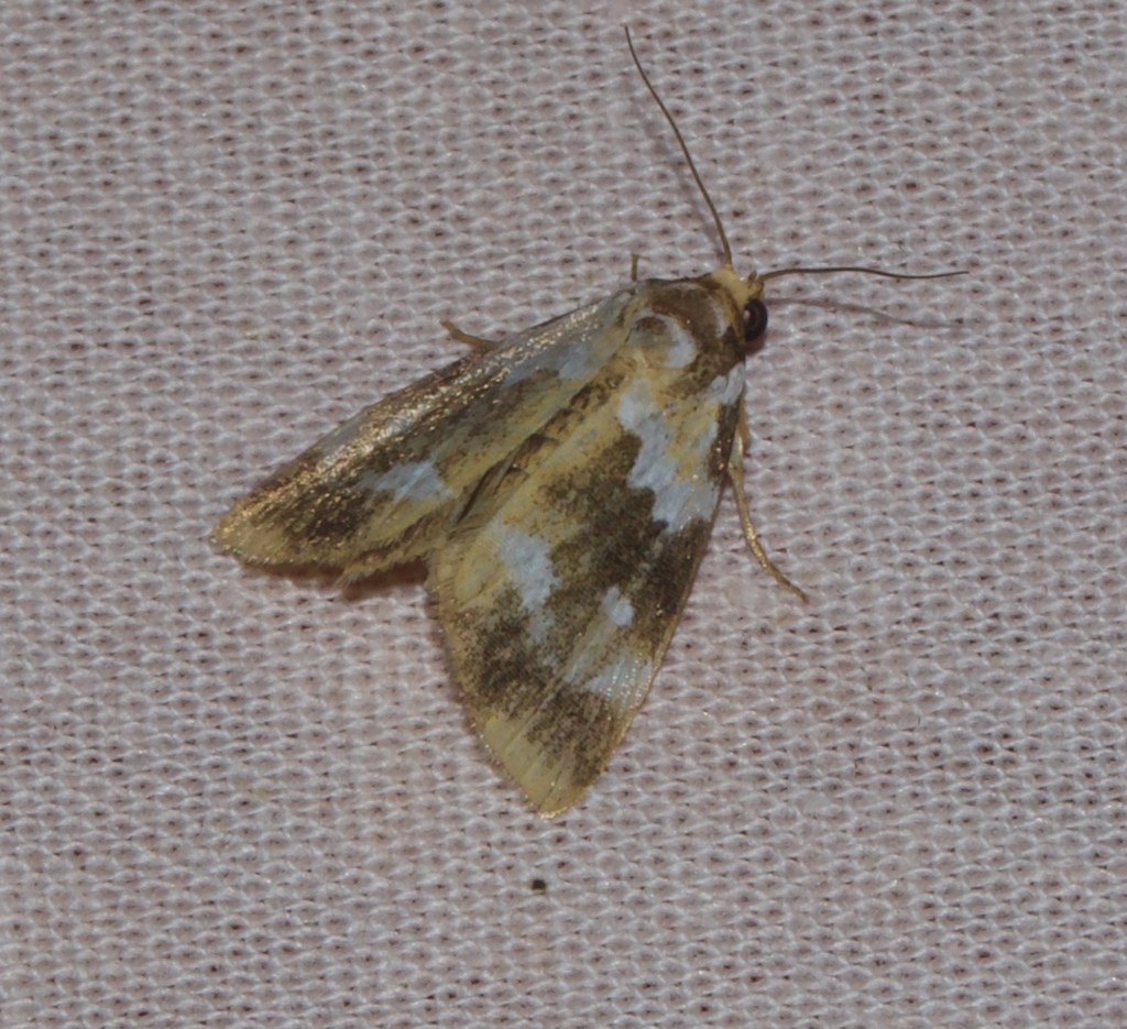 Maliattha chionozona