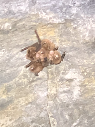 Rhinolophus monoceros