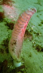 Sarcoptilus