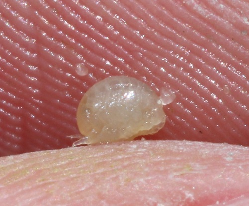 Haustoriidae