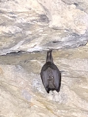 Rhinolophus formosae