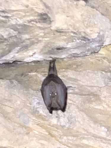 Formosan Woolly Horseshoe Bat