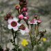 Babingtonia grandiflora - Photo (c) geoffbyrne,  זכויות יוצרים חלקיות (CC BY-NC)