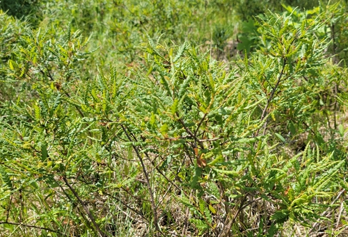 sweetfern