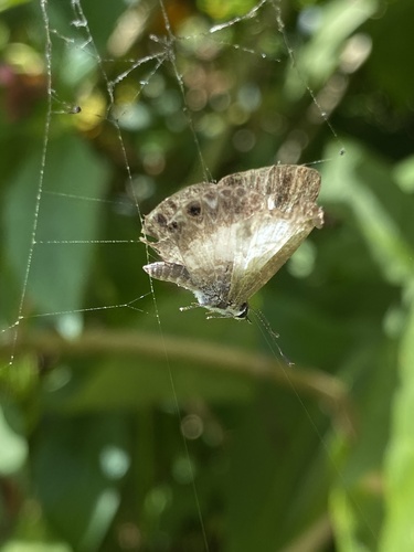 Photo of Transparent 6-line Blue (Nacaduba kurava)