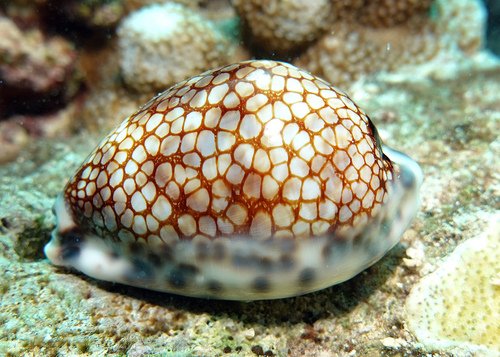 Mauritia histrio