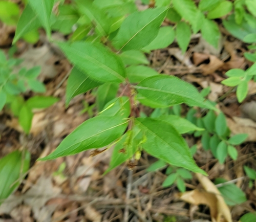 northern bush honeysuckle