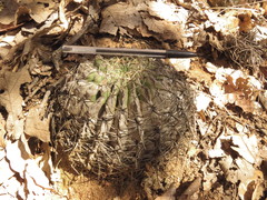 Ferocactus macrodiscus