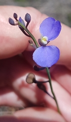 Comesperma sphaerocarpum