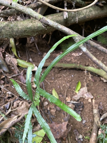 Pteris ensiformis