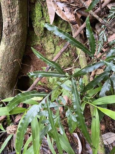 Pteris ensiformis