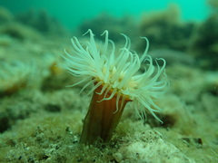 Anthothoe albocincta