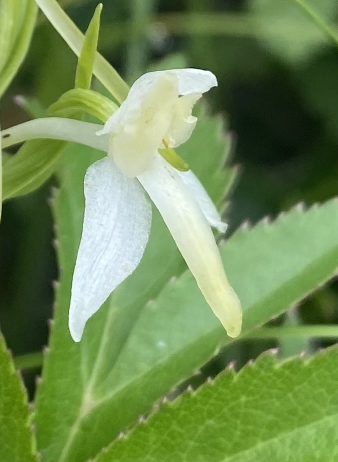 Platanthera metabifolia