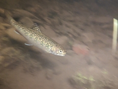 Salvelinus fontinalis image