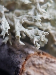 Ramalina dilacerata