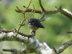 Rhipidura fuliginosa penita